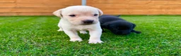Labrador Retriever dogs for sale: KC Registered Labrador Babies 🐾🐾🐾 - Advert 22