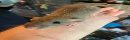 Rat rodents for sale: Dumbo Dwarf Rats - Advert 7