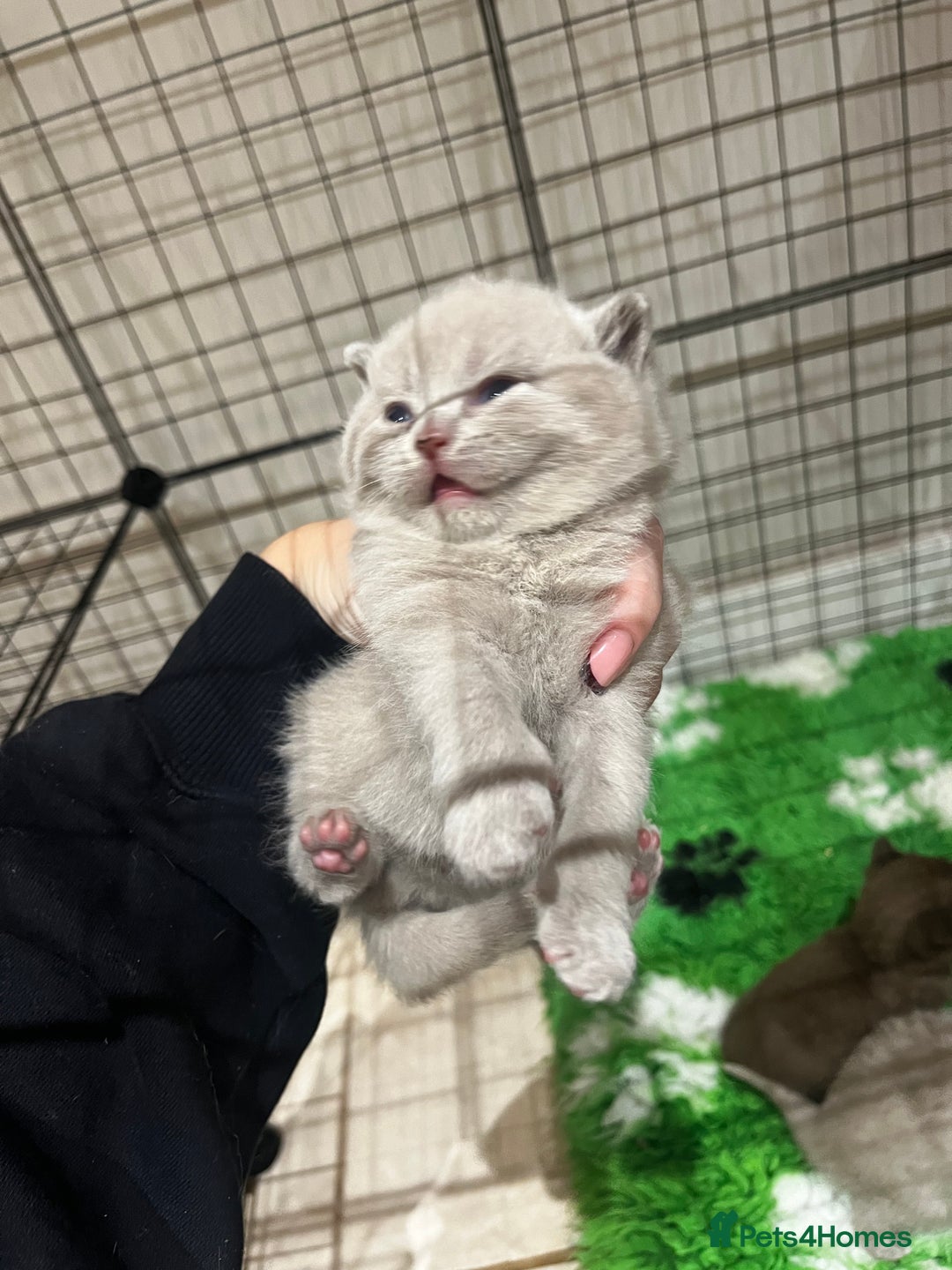 British Shorthair cats for sale: 🏆 Just 1 lilac boy left*** 🏆 - Advert 7
