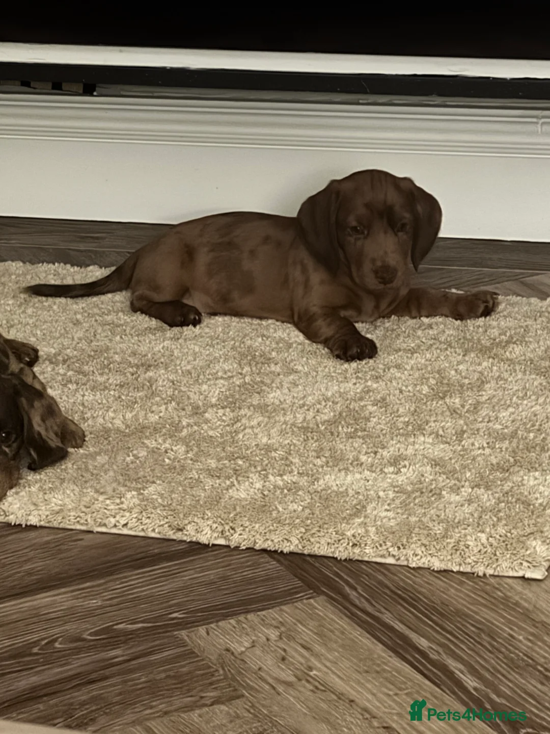 Cocker Spaniel dogs for sale: Four gorgeous playful cocker spaniels  - Advert 7