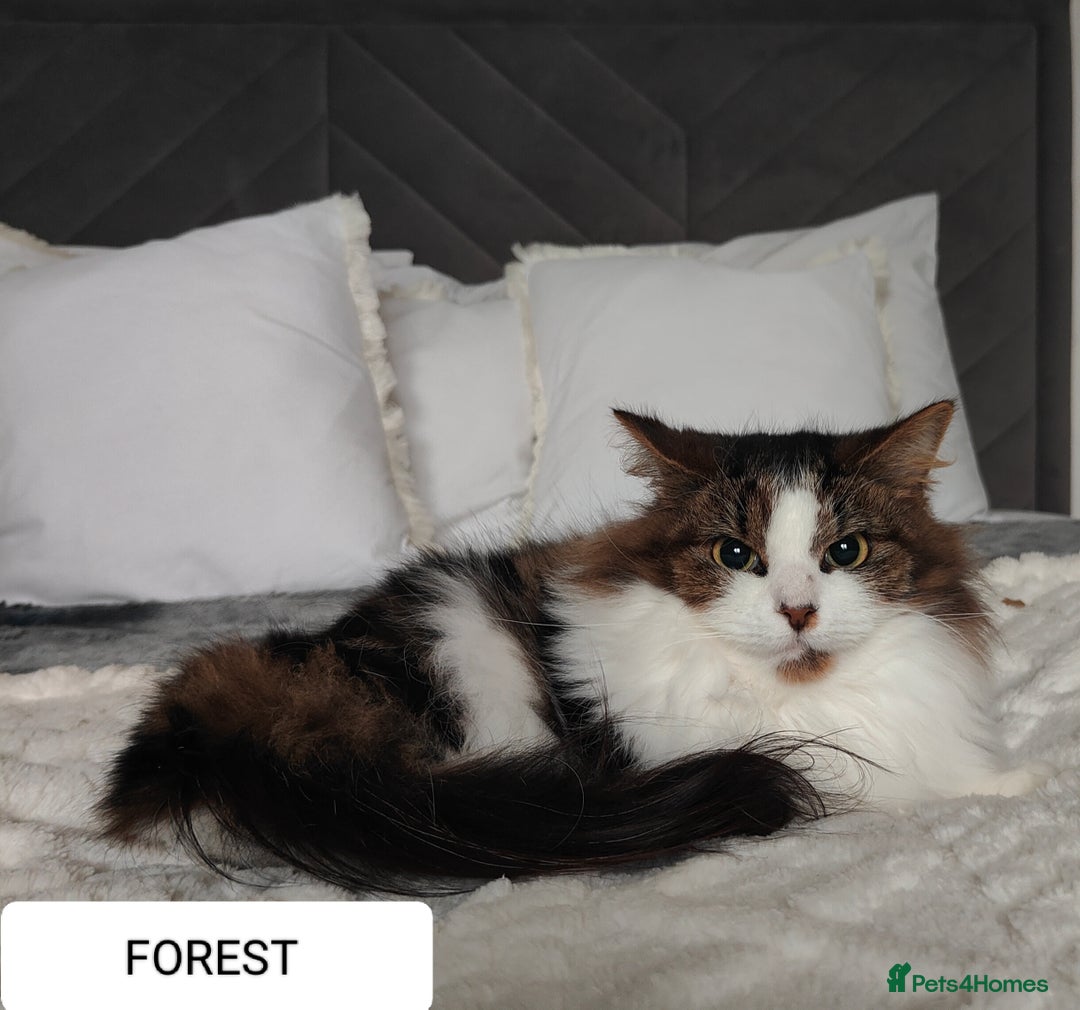 Maine Coon cats for sale: Norwegian Forest Cat - Advert 5