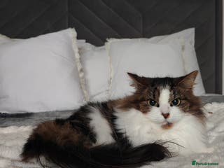 Maine Coon cats Norwegian Forest Cat - Advert 5