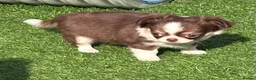 Chihuahua dogs for sale: Amazing tiny long coat girl puppy  - Advert 14