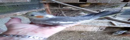Cockatiels birds for sale: Baby  Cockatiels for sale - Advert 5