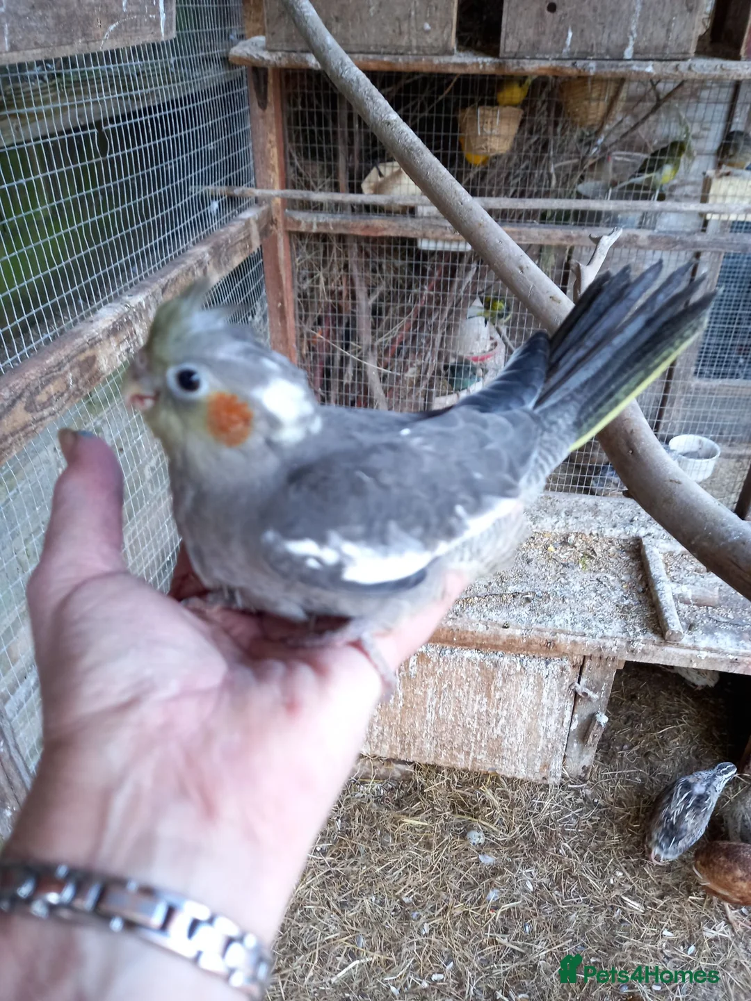 Cockatiels birds for sale: Baby  Cockatiels for sale - Advert 5
