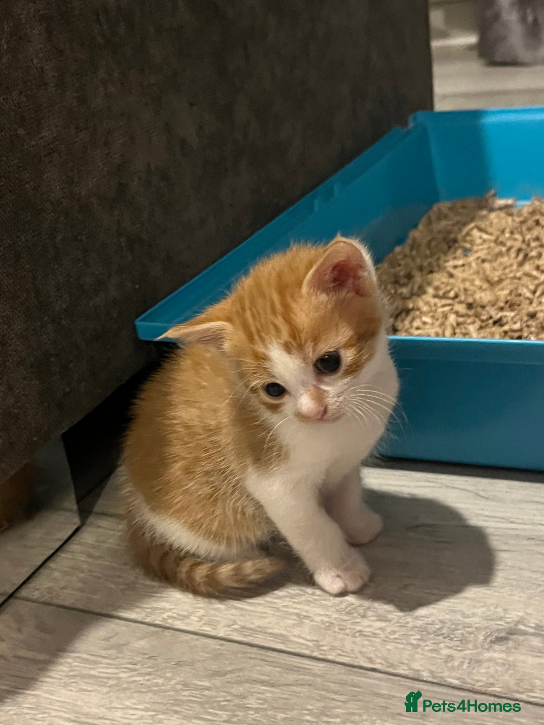 British Shorthair cats for sale: Two female kittens left  - Image 2