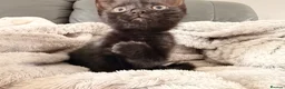 Mixed Breed cats for sale: Gorgeous female kitten - Advert 2