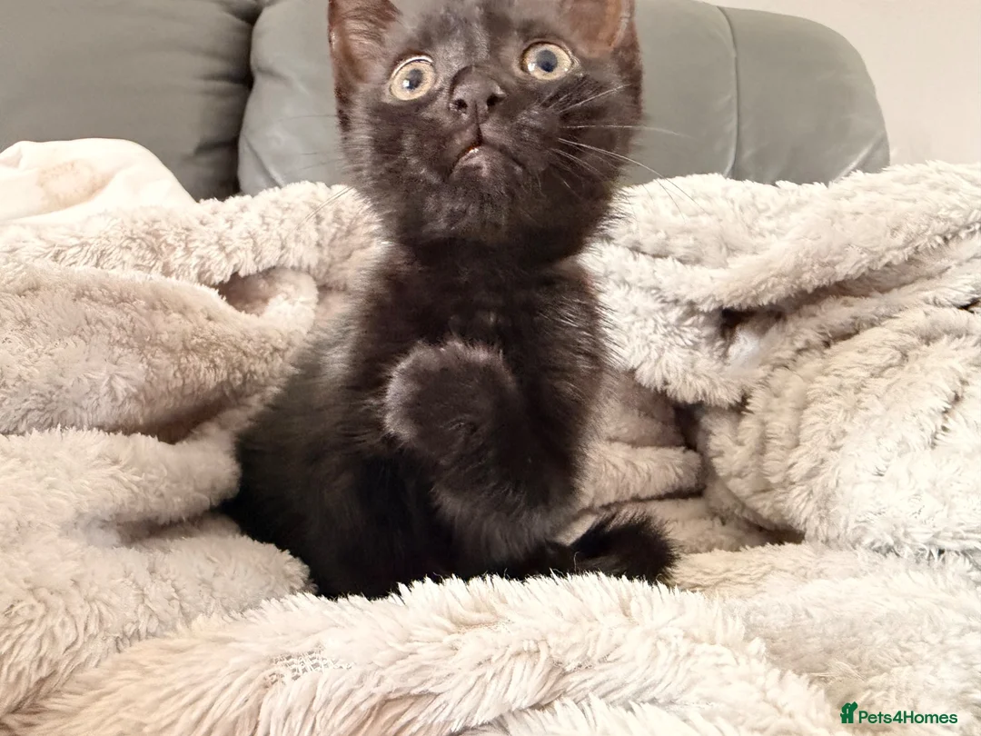Mixed Breed cats for sale: Gorgeous female kitten - Advert 2