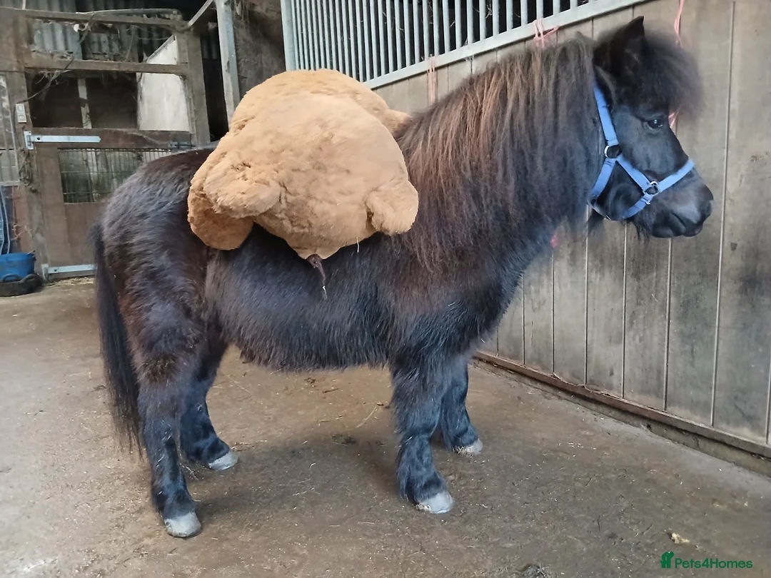 Shetland pony horses for sale: Registered Shetland gelding  - Advert 3