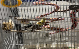 Cockatiels birds for sale: Cockatiel Parrot for Sale - Image 5