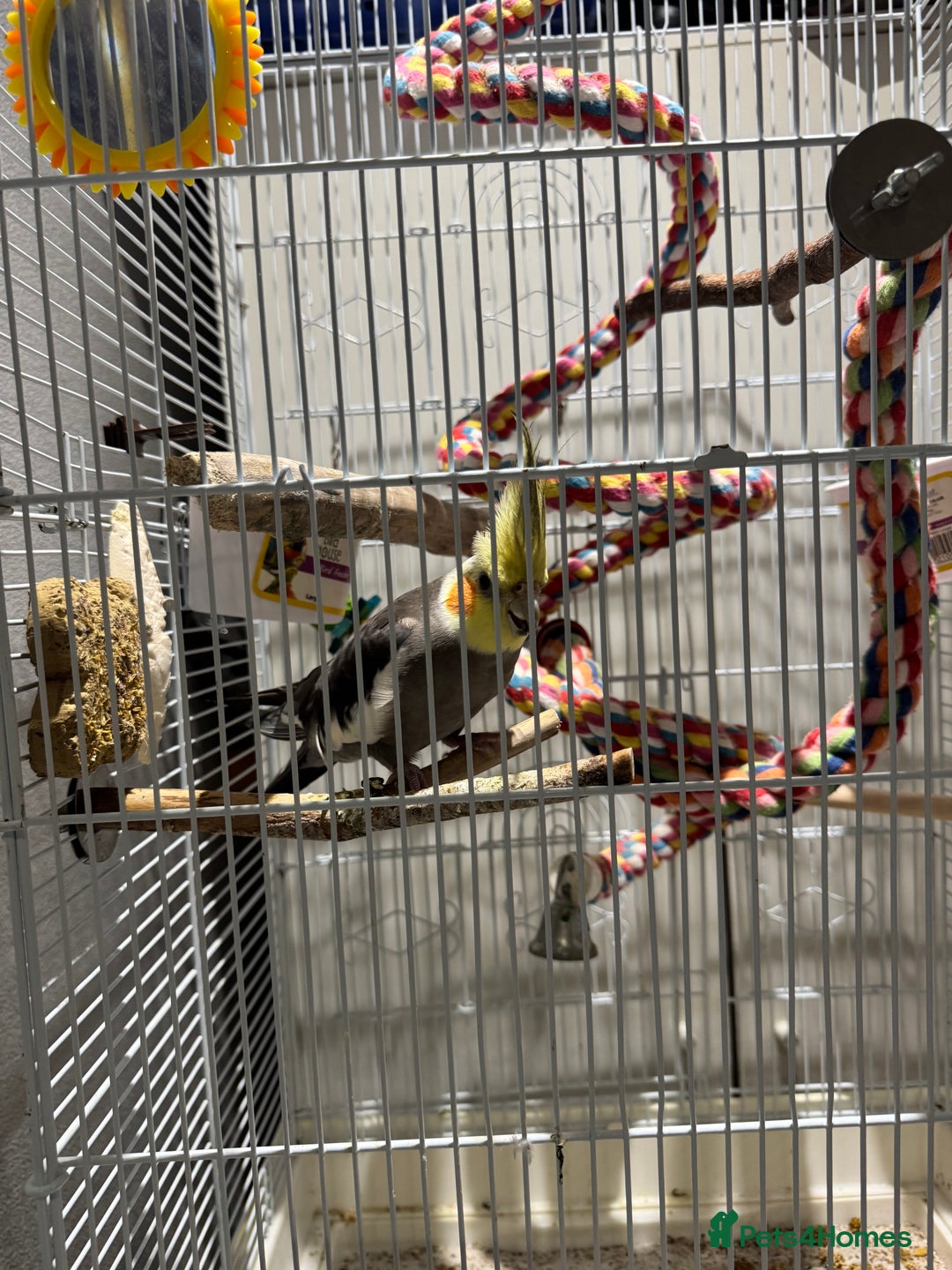 Cockatiels birds for sale: Cockatiel Parrot for Sale - Image 5