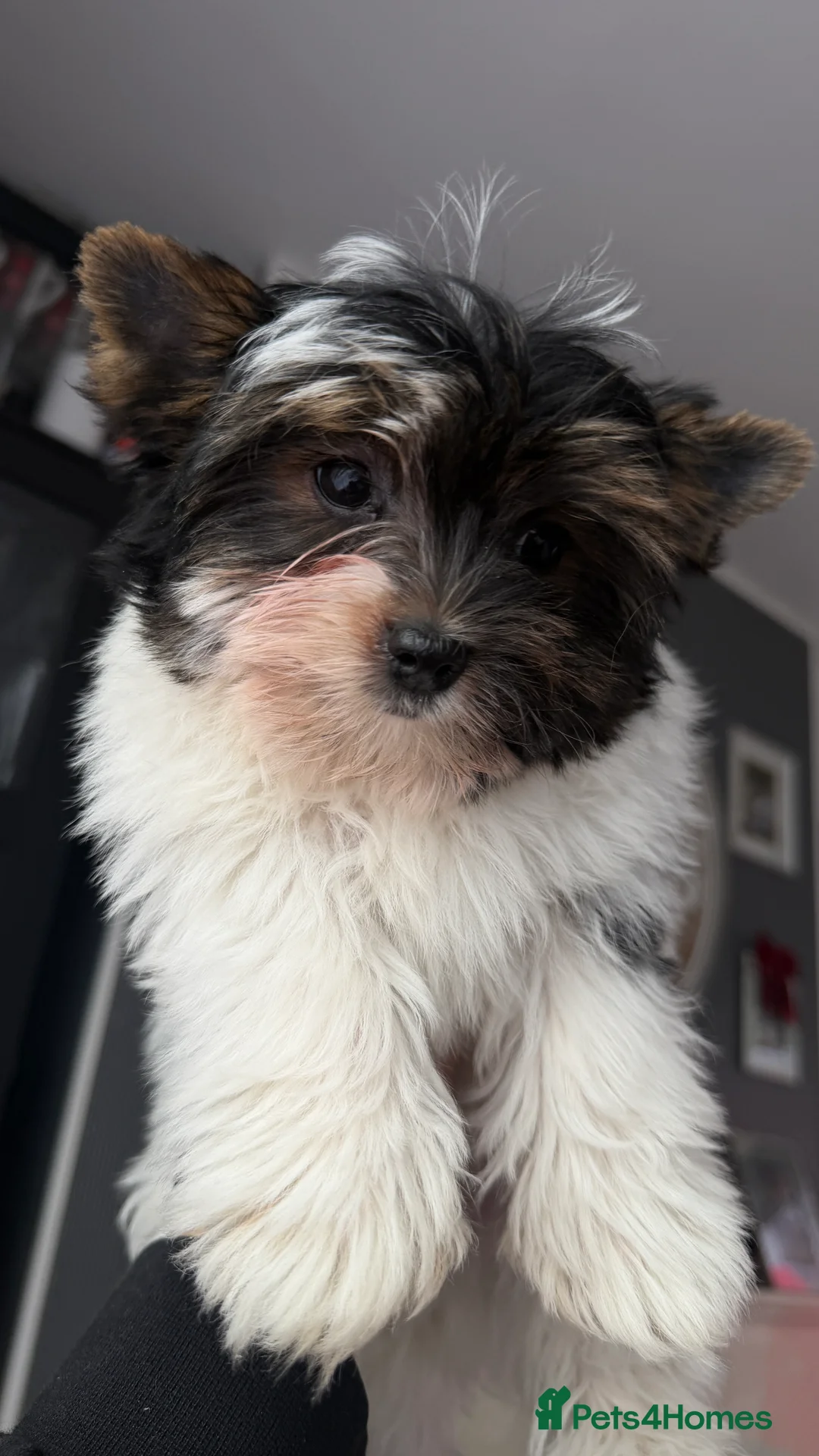 Biewer Terrier dogs for sale: Pure Biewer terriers looking new homes  - Advert 7