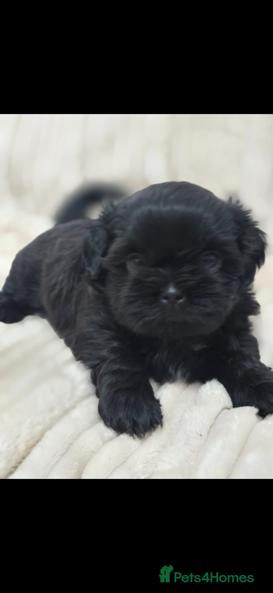 Shih Tzu dogs * Last little boy* Ready to leave tomorrow. - Advert 2