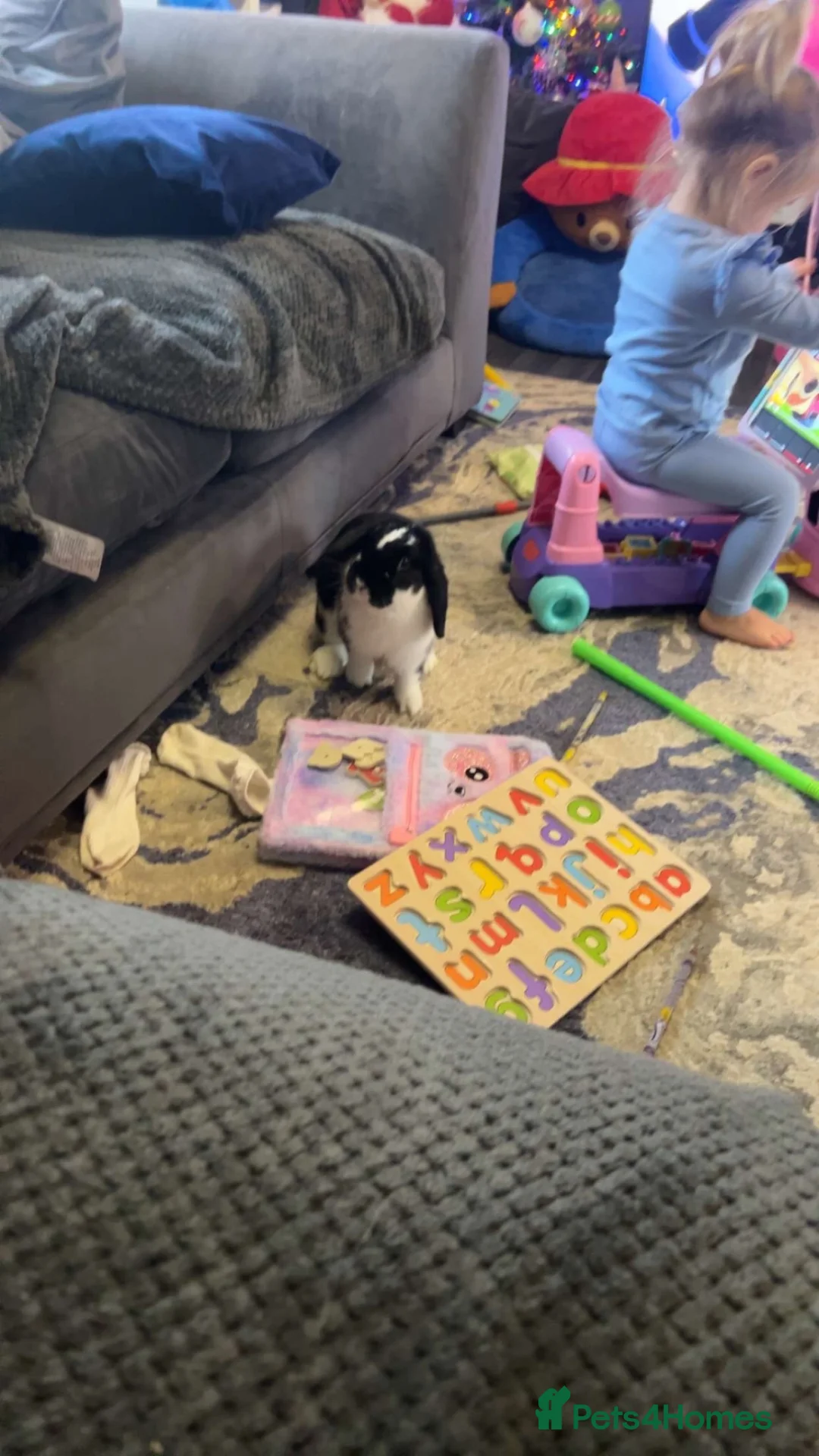 Mini Lop rabbits for sale: Two female rabbits. Age 1 in Halstead - Advert 2