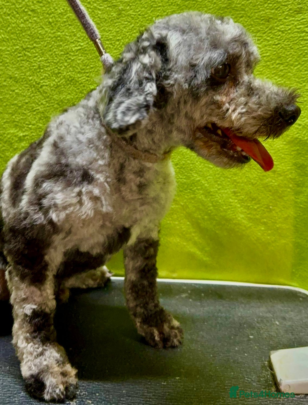 Poodle dogs for adoption: Dusty's Story: Spirit Unbroken - Image 6