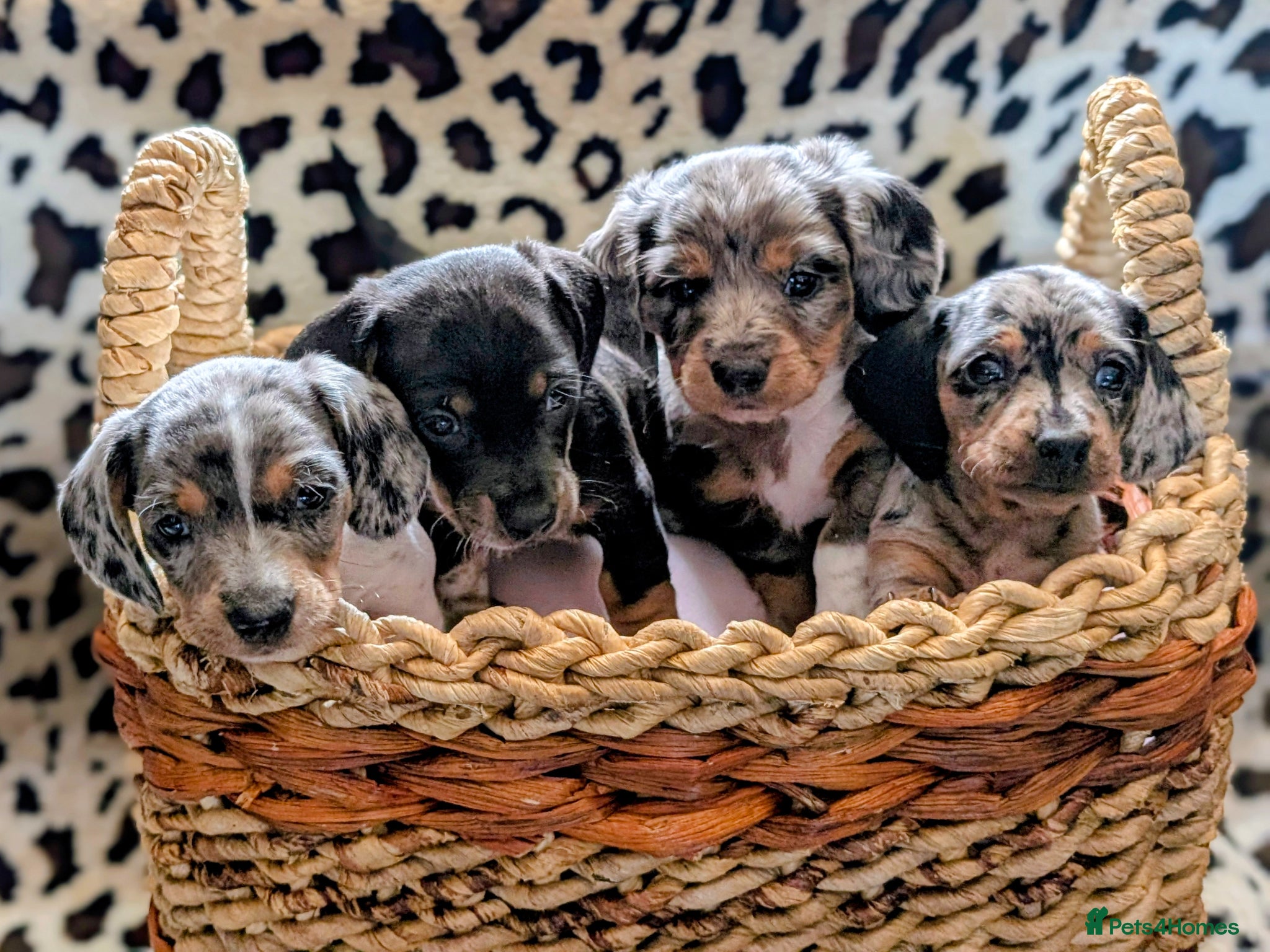 Miniature Dachshund dogs Miniature Dachshund Puppies, Stunning, Ready May - Advert 1