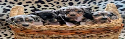 Miniature Dachshund dogs for sale: Miniature Dachshund Puppies, Stunning, Ready May - Advert 1