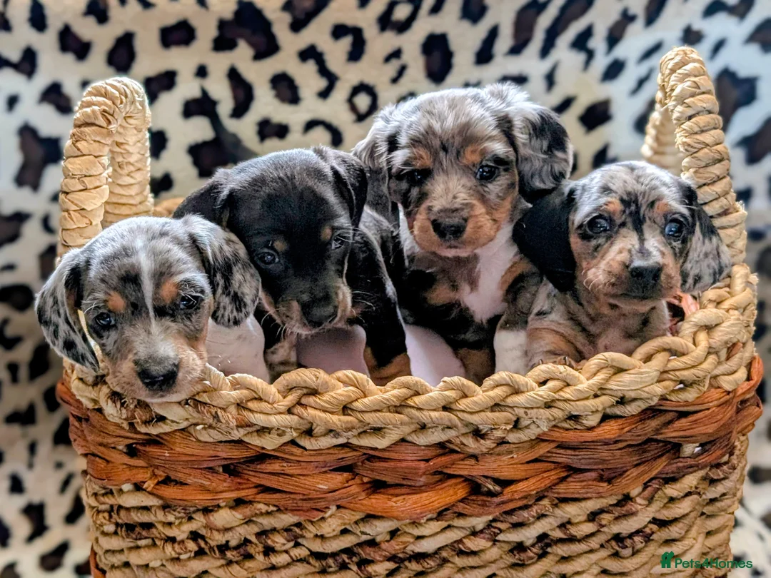 Miniature Dachshund dogs for sale: Miniature Dachshund Puppies, Stunning, Ready May - Advert 1