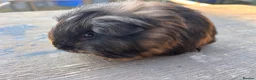 Guinea Pig rodents for sale: friendly boy guinea pigs to reserve  - Advert 7