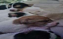 Jack Russell dogs for sale: Beautiful Jack russell puppies  - Advert 7