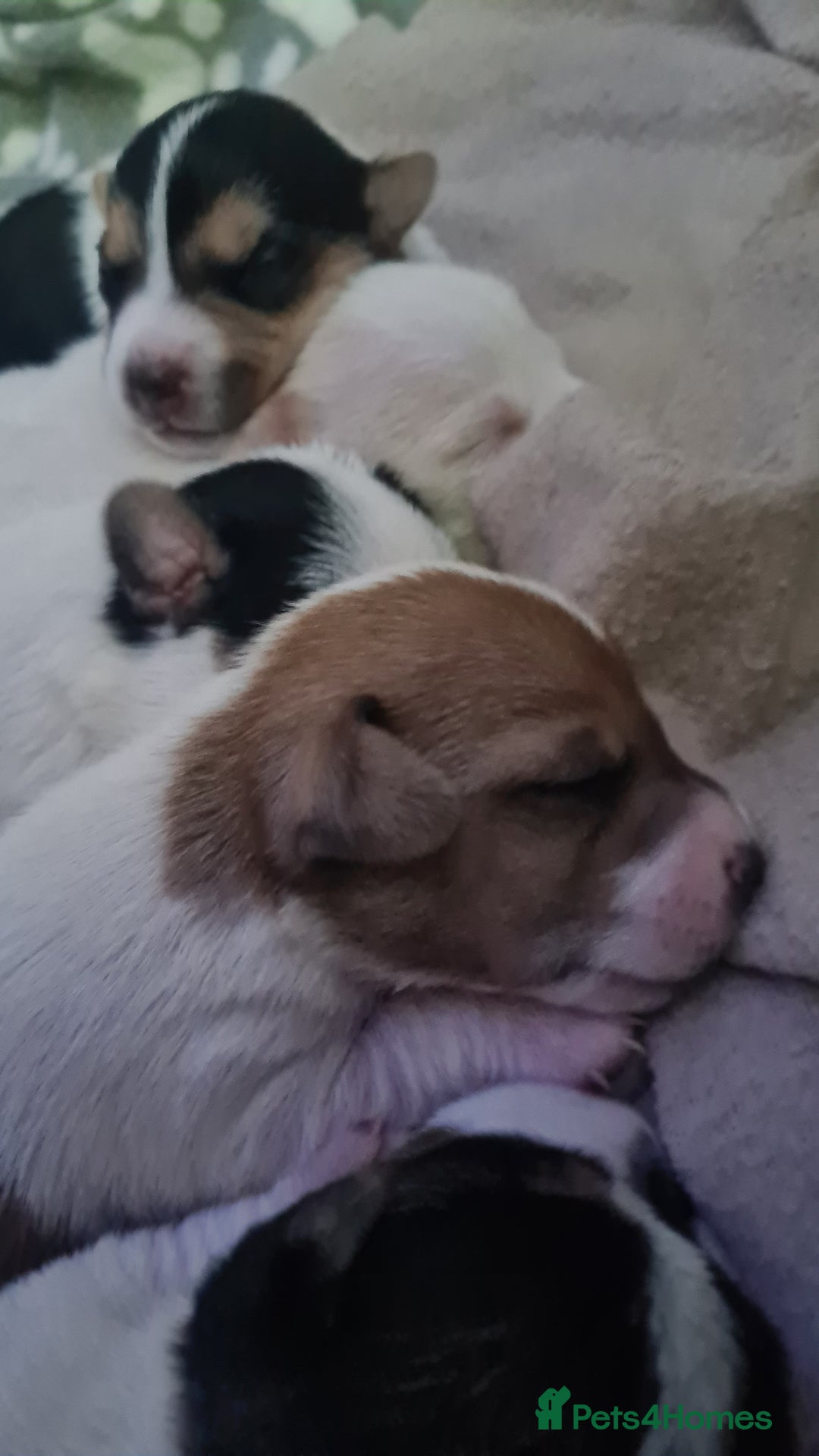 Jack Russell dogs for sale: Beautiful Jack russell puppies  - Advert 7