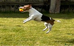 Jack Russell dogs for sale: Gorgeous Mini Jack Russell Terriers - Image 8