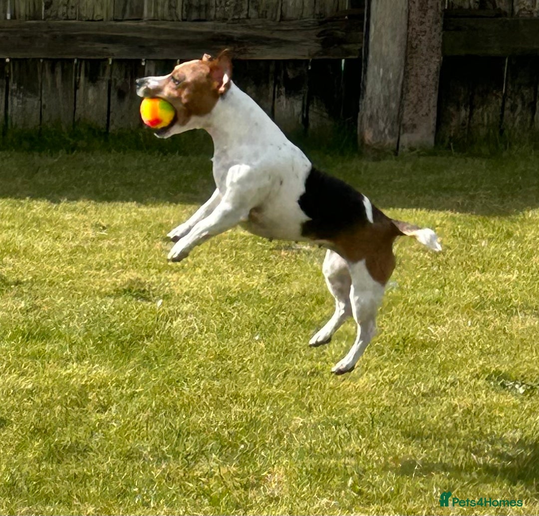 Jack Russell dogs for sale: Gorgeous Mini Jack Russell Terriers - Image 8
