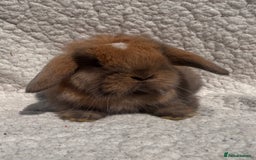 Mini Lop rabbits for sale: STUNNING mini lop babies  - Image 1