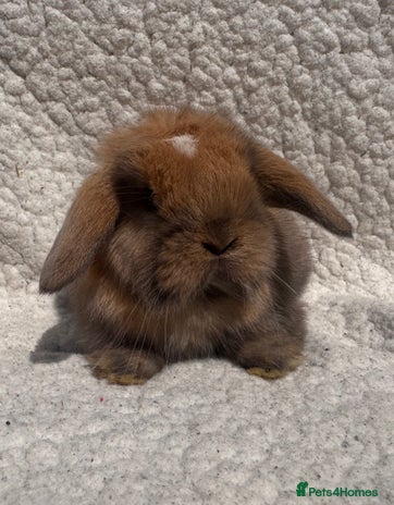 Mini Lop rabbits - Advert 16