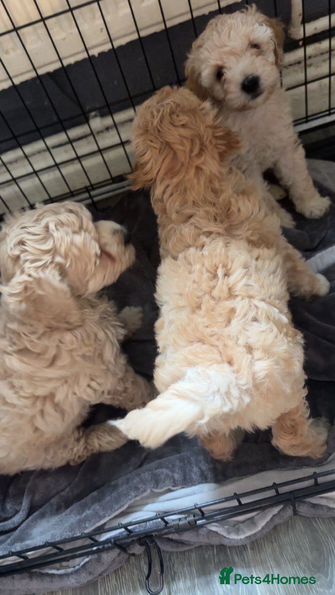 Cockapoo dogs for sale: Cockapoo puppies for  - Image 8