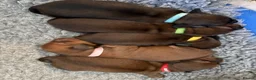 Miniature Dachshund dogs for sale: Show class mini longhair pups from Crufts winner  - Advert 14