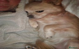 Chihuahua dogs for sale: 5 year old chihuahua  - Image 2