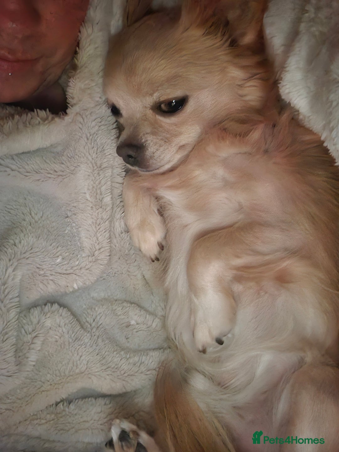 Chihuahua dogs for sale: 5 year old chihuahua  - Image 2