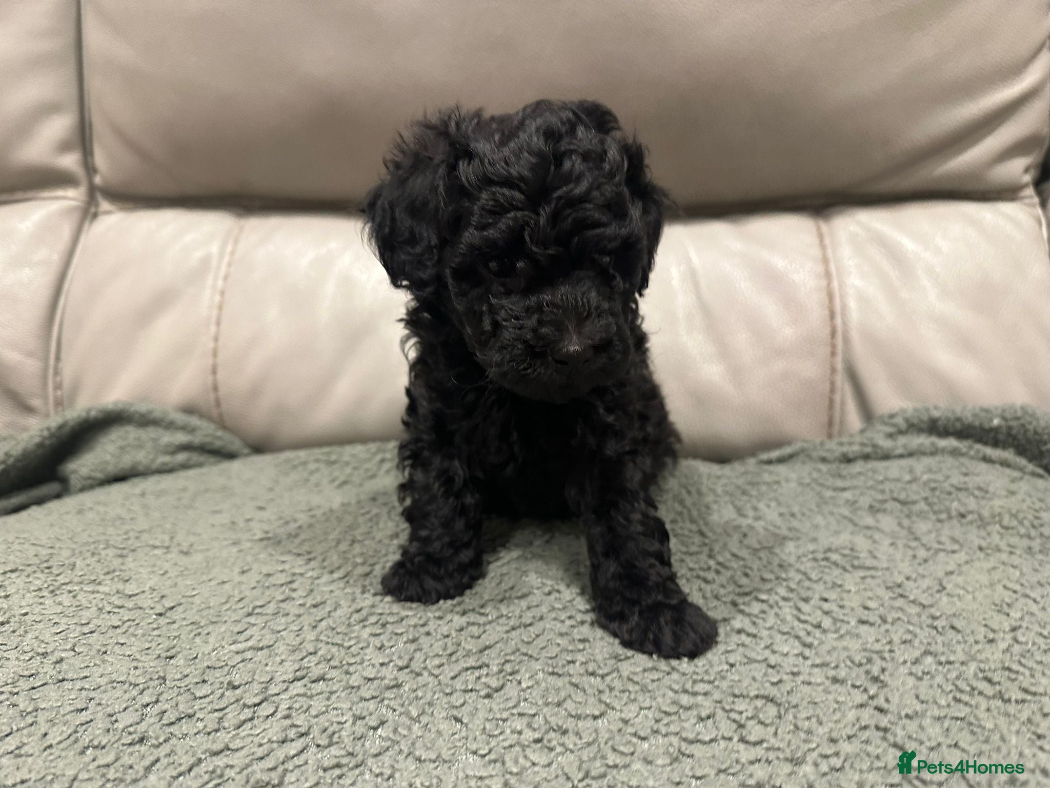 Maltipoo dogs Maltipoo puppies  - Advert 3