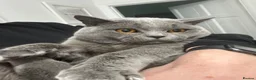 British Shorthair cats for sale: British Shorthair Kittens For sale - Advert 5