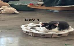 Mixed Breed cats for sale: 4 Gorgeous little boys  - Image 25