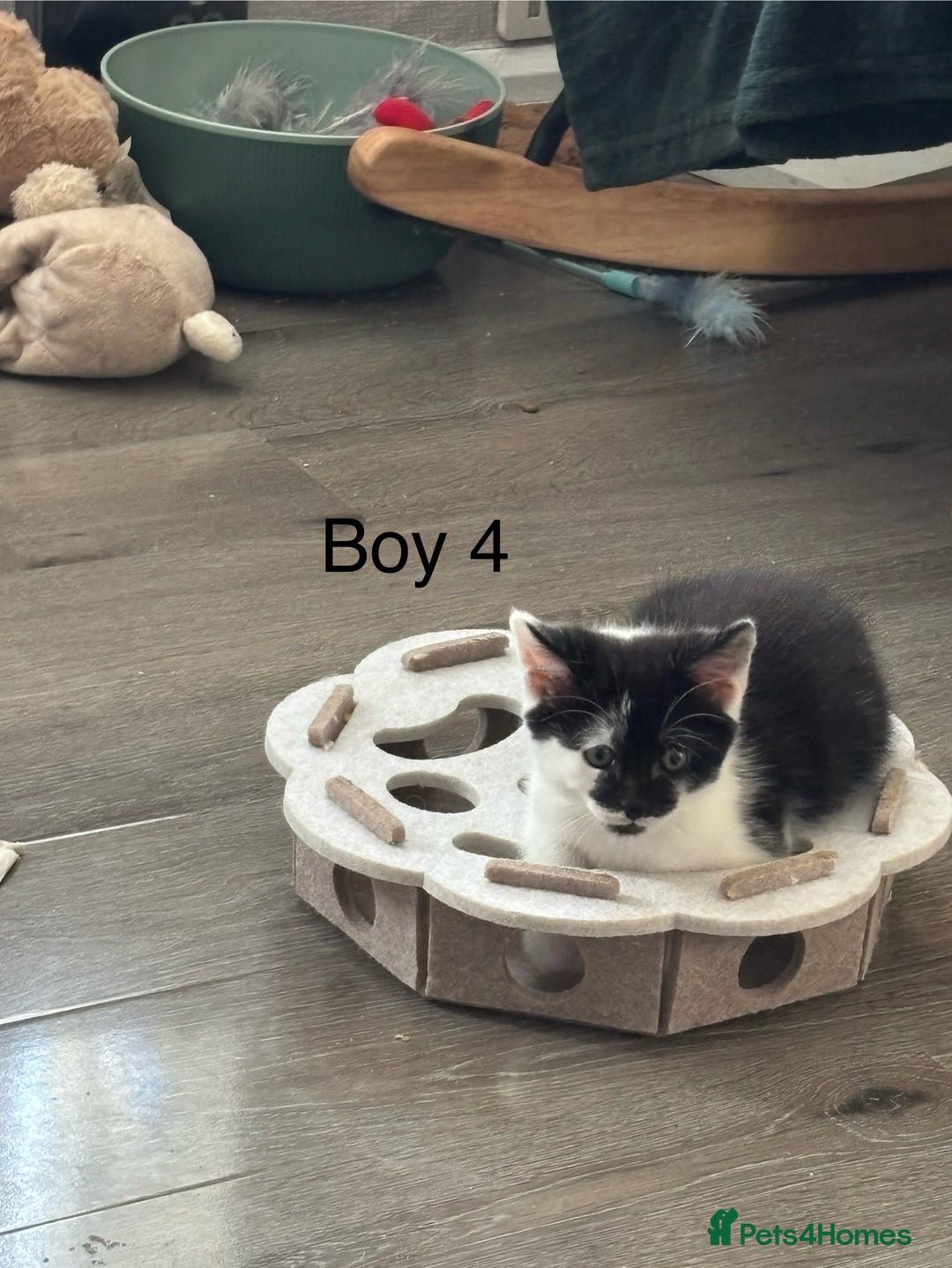 Mixed Breed cats for sale: 4 Gorgeous little boys  - Image 25