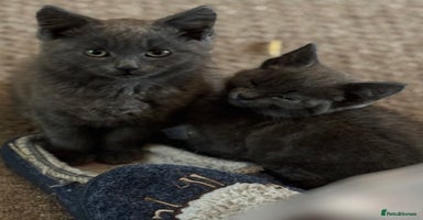 Mixed Breed cats - Advert 12