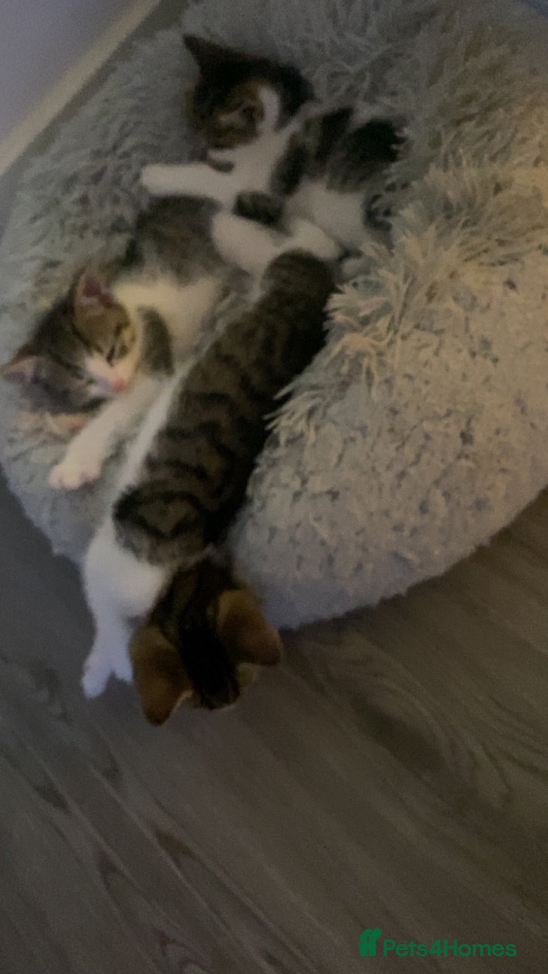 Mixed Breed cats for sale: Male and female kitten for sale - Advert 5