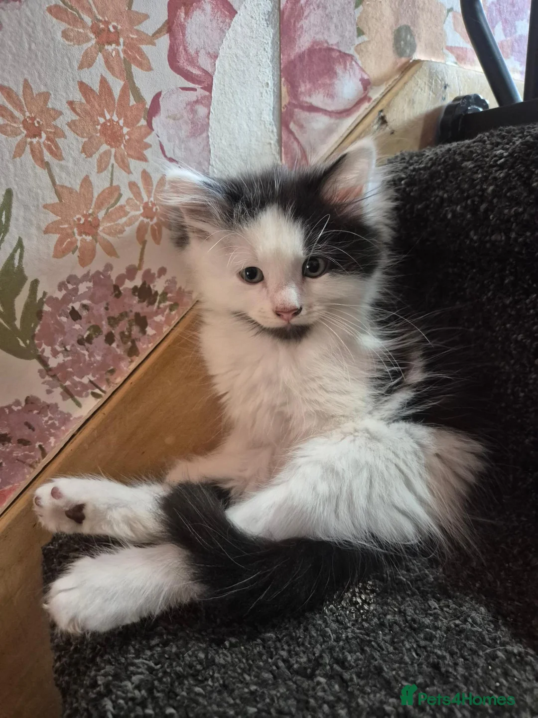 Mixed Breed cats for sale: Maine Coon Cross (Father Maine coon, Mother Moggy) - Advert 2