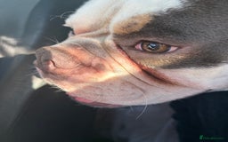 Dorset Olde Tyme Bulldogge dogs for sale: Olde Tyne English Bulldog, 1 year old - Advert 4