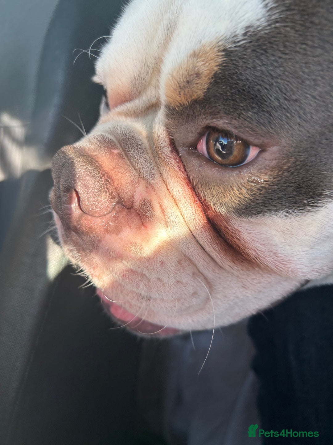 Dorset Olde Tyme Bulldogge dogs for sale: Olde Tyne English Bulldog, 1 year old - Advert 4