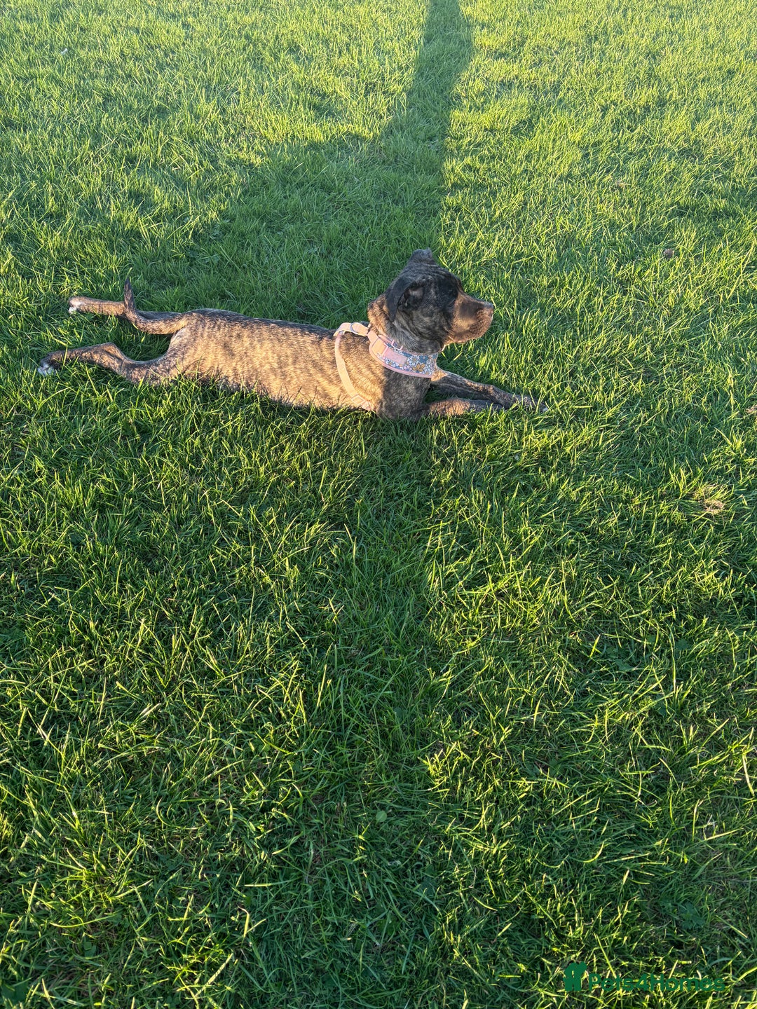 Mixed Breed dogs for sale: This is nova - Advert 4
