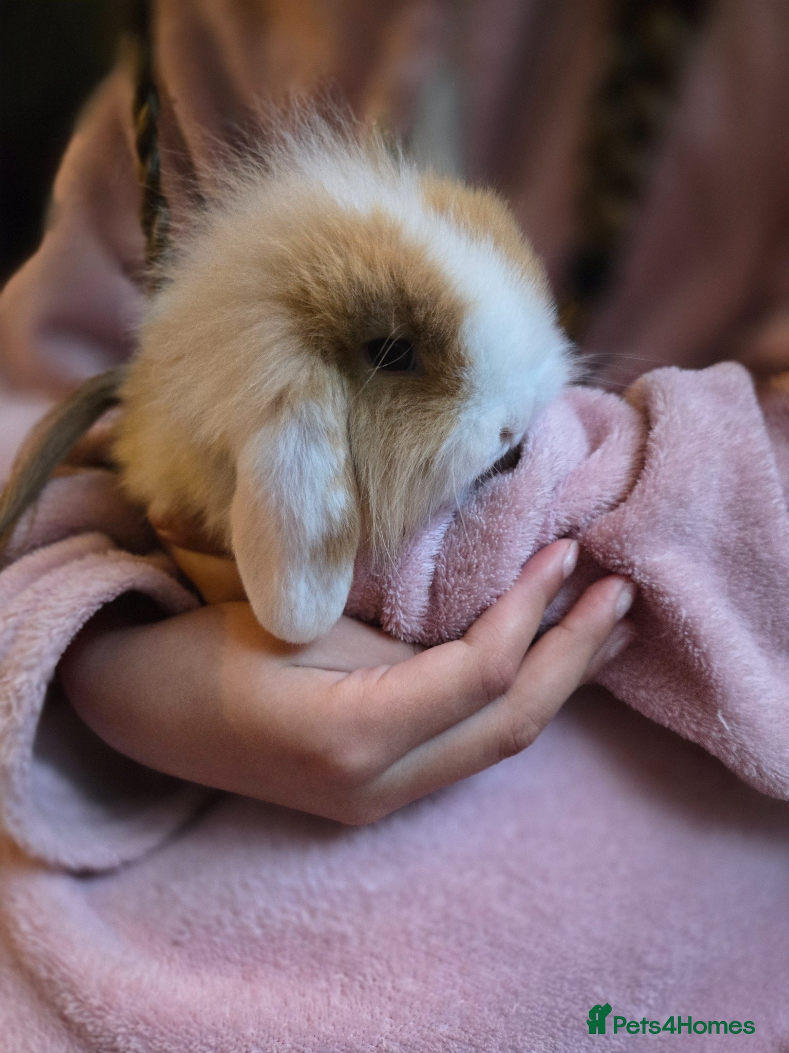 Mixed Breed rabbits 2 Mini lop x lion lop babies (boys).Price for both - Advert 9