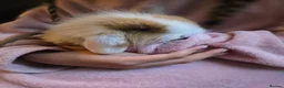 Mixed Breed rabbits for sale: 2 Mini lop x lion lop babies (boys).Price for both - Advert 1