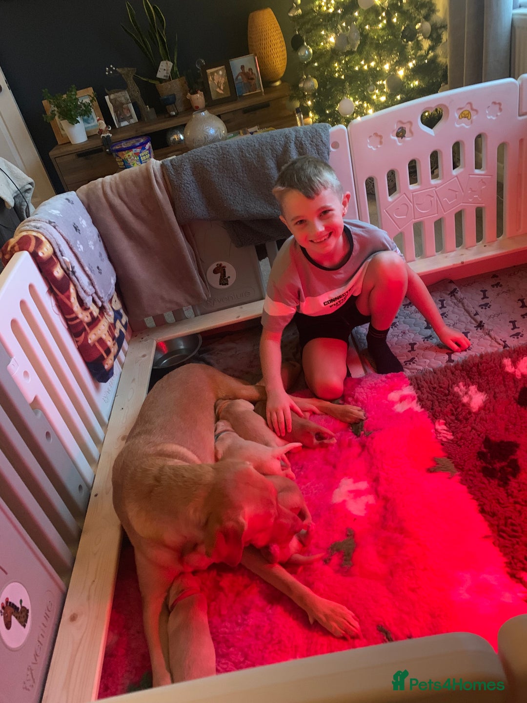 Labrador Retriever dogs for sale: Labrador Retriever Puppies for sale  - Advert 10