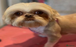 Shih Tzu dogs for sale: 💙🩷Two Beautiful Shih Tzu Puppies Available  - Image 4