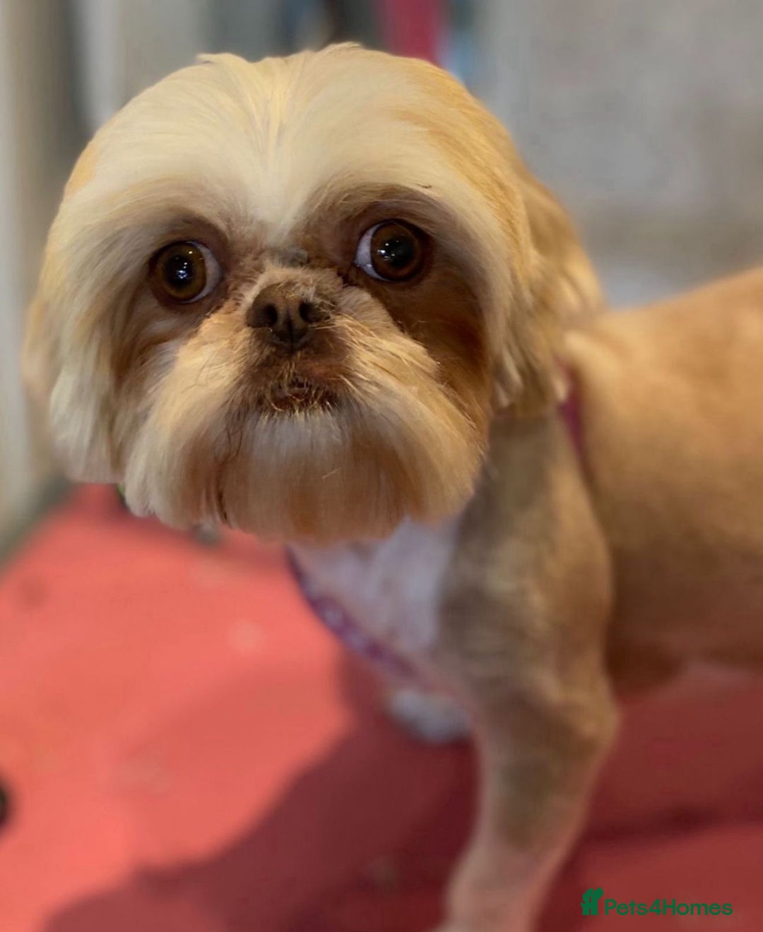 Shih Tzu dogs for sale: 💙🩷Two Beautiful Shih Tzu Puppies Available  - Image 4