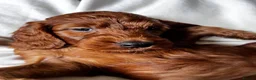 Irish Doodle dogs for sale: Doodles Miniature Poodle cross Irish Red Setter,  - Advert 10