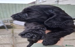 Cockapoo dogs for sale: Gorgeous F1b Cockapoo Puppies  Ready at 8 Weeks 🐾 - Image 4